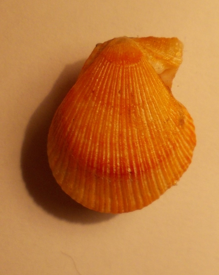 Bivalve da classificare.